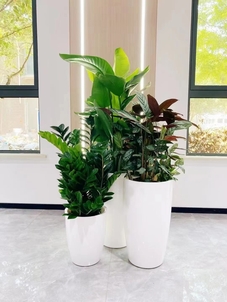 宁波江北盆景租赁，价格实惠超乎想象！